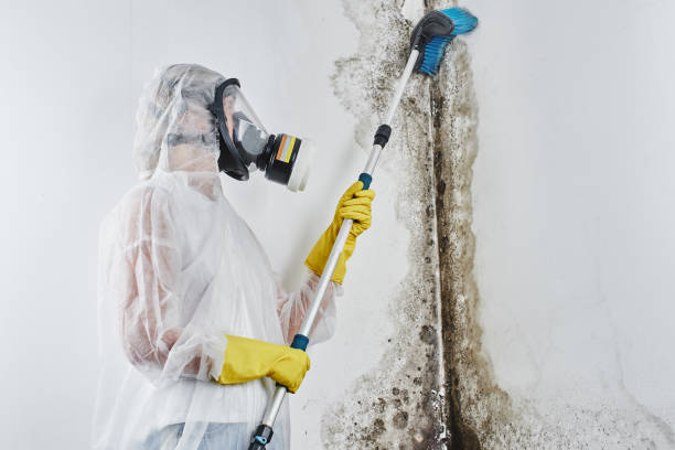 Certified Mold Removal in Camarillo, CA