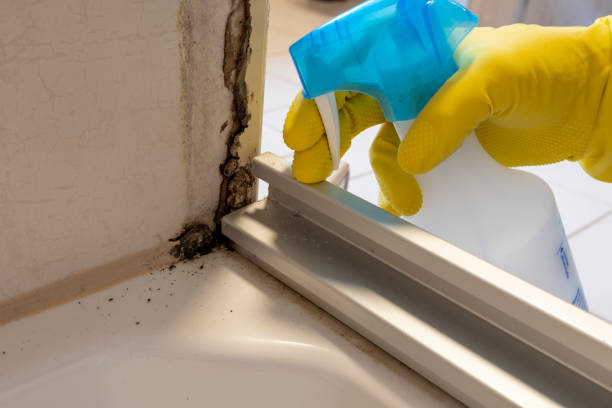 Best Commercial Mold Removal  in Marillo, CA
