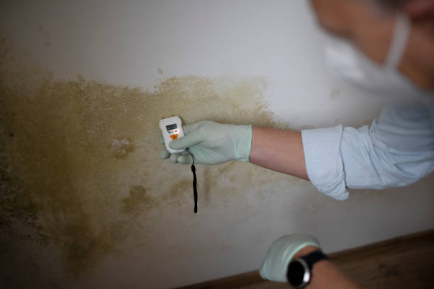 Best Mold Inspection  in Marillo, CA