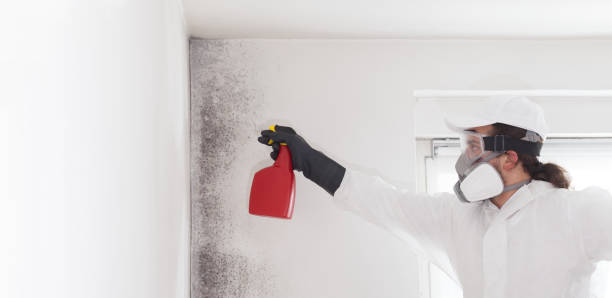 Mold Removal and Inspection in Camarillo, CA