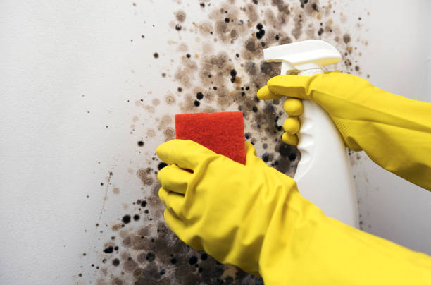 Best Black Mold Removal  in Marillo, CA