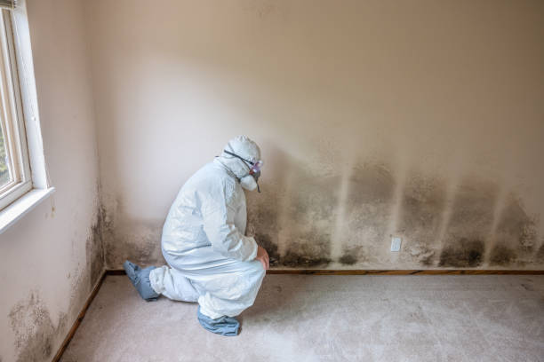Home Mold Removal in Camarillo, CA